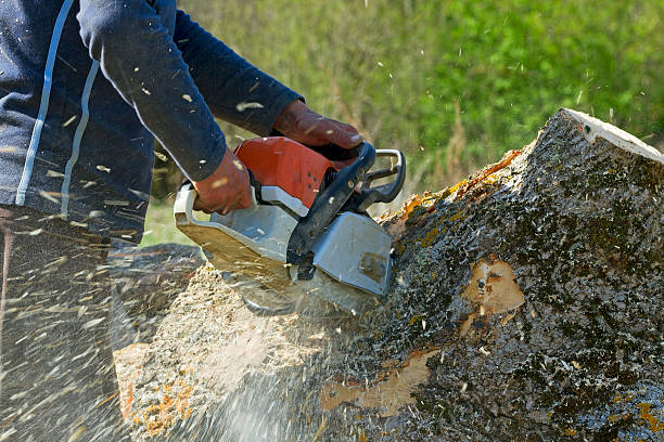 Best Arborist Services Near Me  in Park Hills, MO